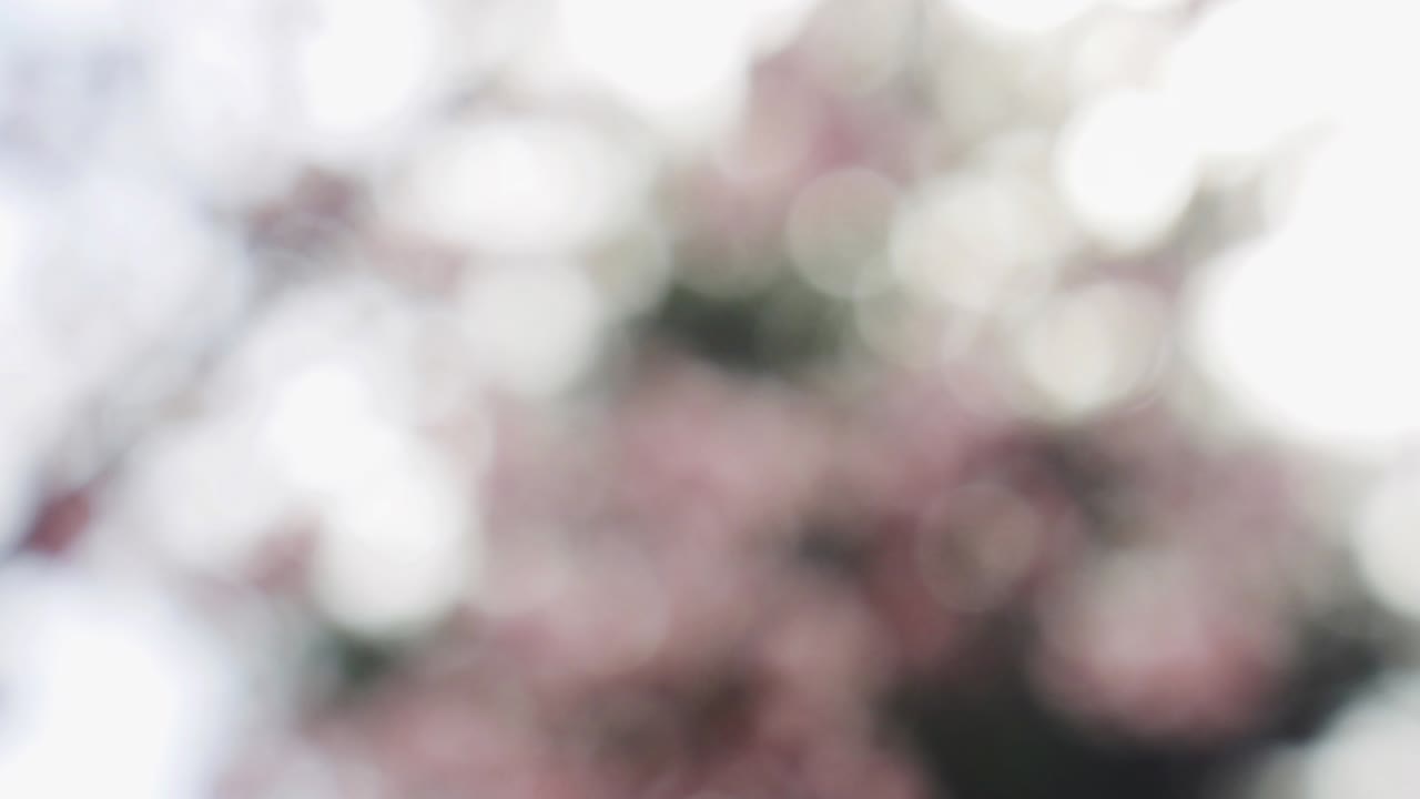 fondo de movimiento de bokeh de bosque abstracto