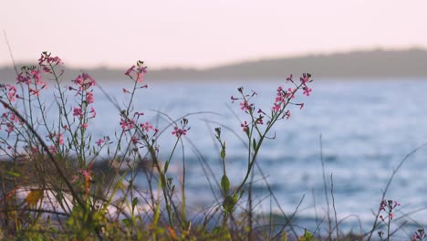 lunaria pink wildflowers on coast at sunset, tranquil landscape scenery