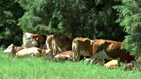 Las-Vacas-Alpinas-Buscan-Sombra-Bajo-Los-árboles