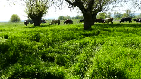 A-herd-cows-the-pasture-of-a-meadow-with-lush-grass