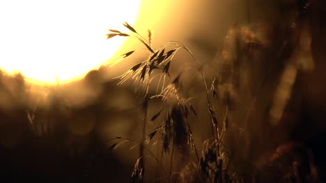 fluttering plants against a background of sunset