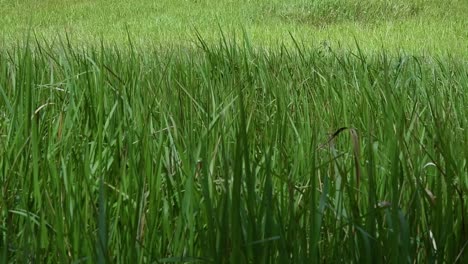 A-perennial-grass-native-to-tropical-and-subtropical-Asia-and-also-introduced-to-several-countries