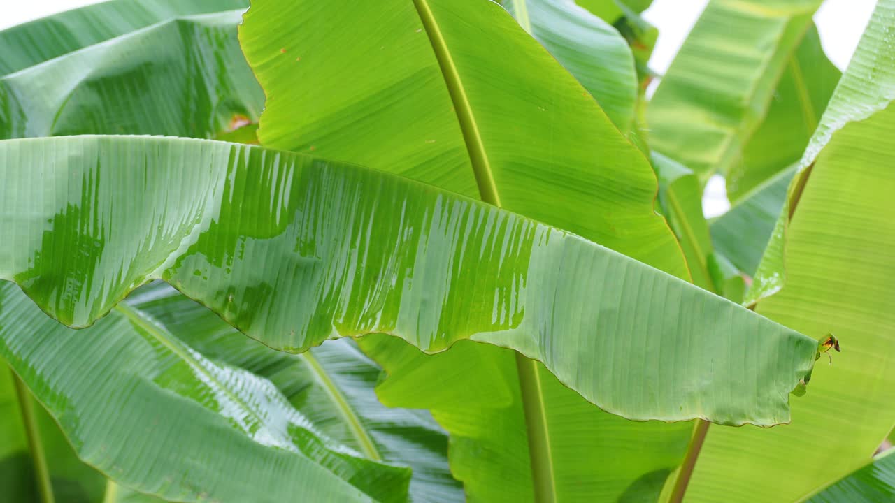 바나나 잎의 상록색 자연과 비가 내린 후 녹색 바나나 나무.
