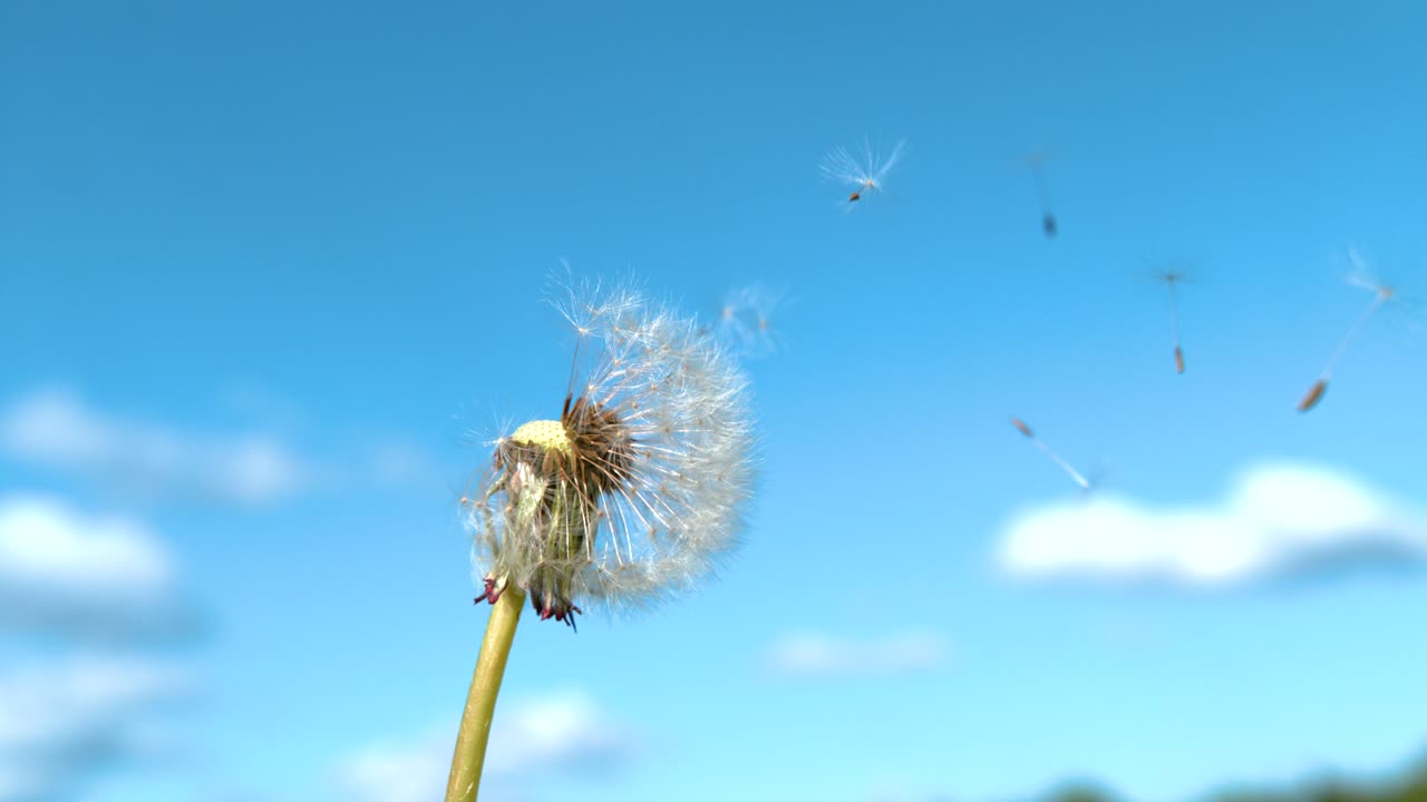 따뜻한 여름의 바람은 은  꽃의 씨을 쓸어 버립니다.