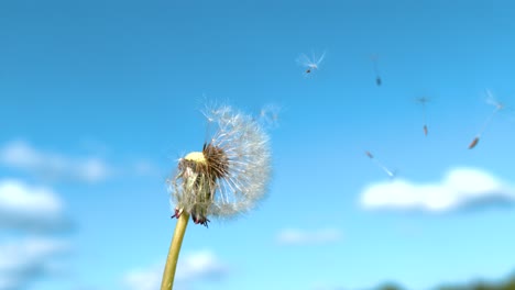 copy space: warm summer winds sweep away the fluffy white dandelion seeds.