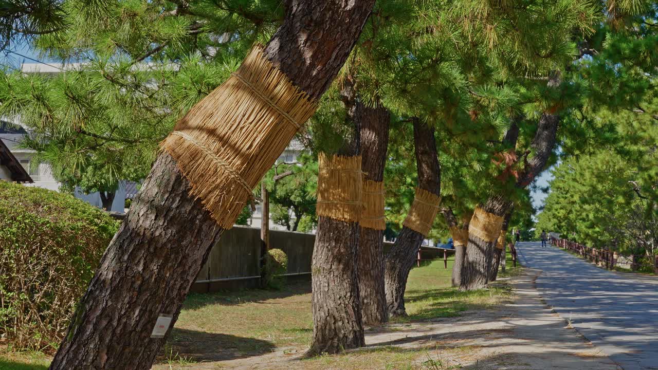 Primo piano laterale di diversi pini avvolti in komo (involucri di paglia) che costeggiano il sentiero Sōka Matsubara in una giornata limpida