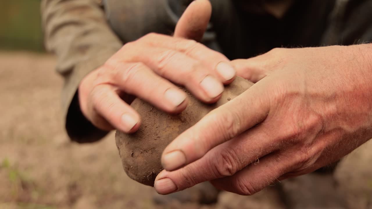 el granjero inspecciona su cosecha de patatas con las manos manchadas de tierra.