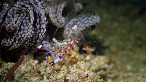 magnificent anemone shrimp , anilao, philippines 1 of 3 60fps