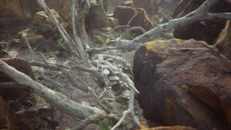 Campo-De-Piedra-De-Lava-Con-árboles-Y-Plantas-Muertas