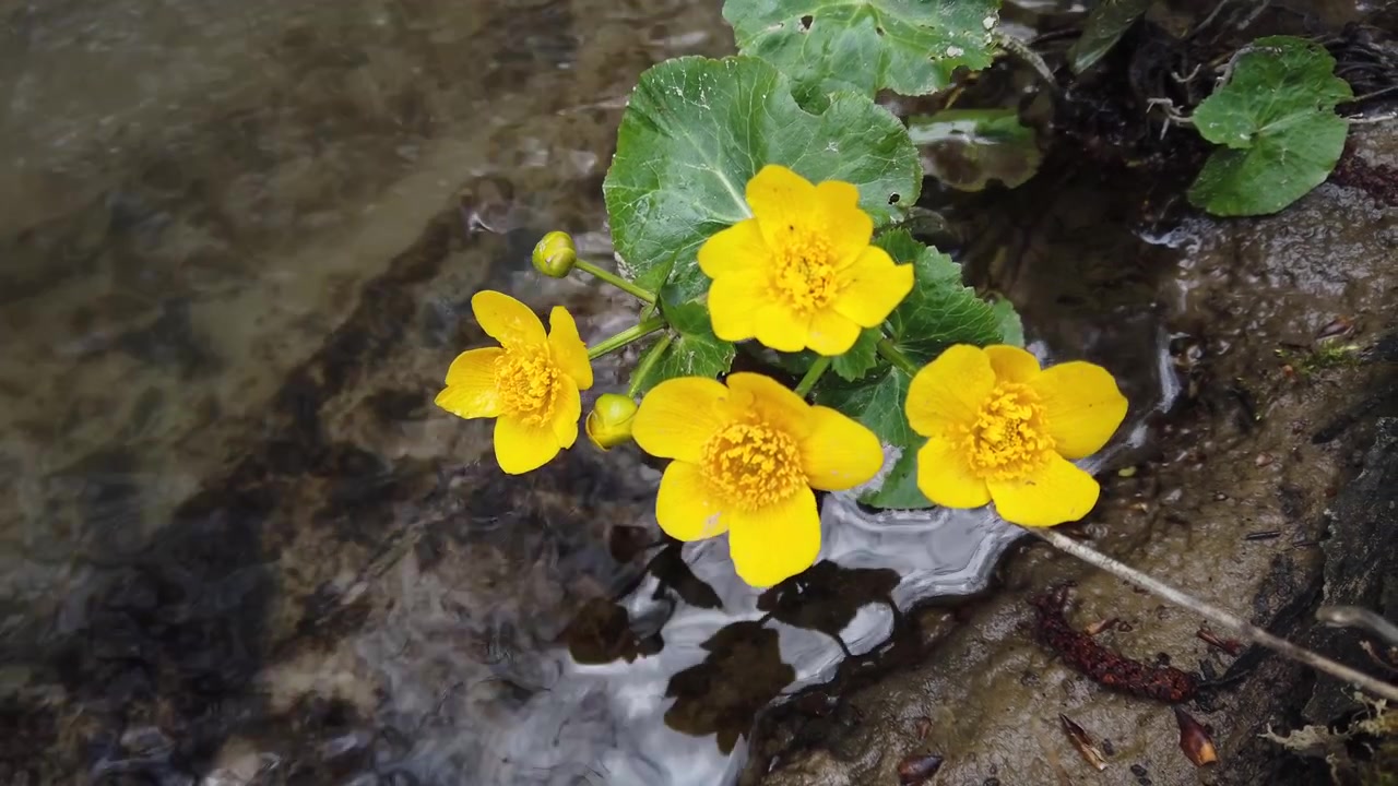 Flores de ranúnculo en el arroyo del bosque