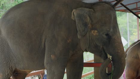 Elefante-Cautivo-Balanceándose-Y-Comiendo