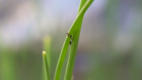 aphid aphidoidea insect on green grass in bokeh background