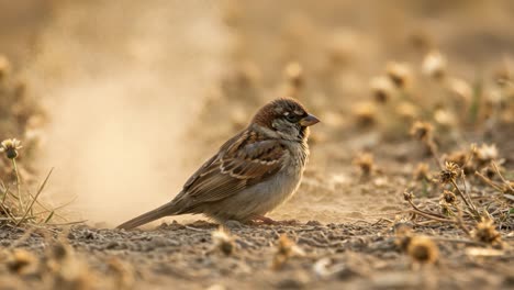 a sparrow embracing nature's dust: the journey from foraging to flourishing amidst wildflowers and golden light