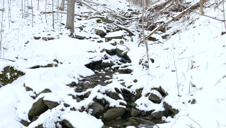 muchos árboles caídos en un valle de montaña congelado cubierto de nieve