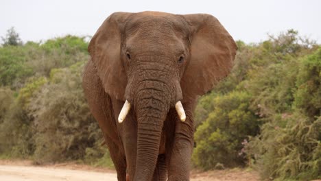 slow motion: large male african elephant walks briskly along dirt road between green thorn bushes on overcast, windy day