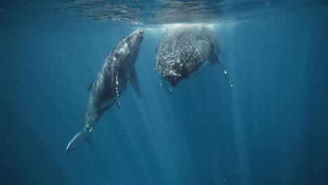 ballenas jorobadas descansando bajo las cálidas aguas tropicales de vava'u tonga