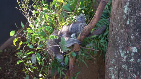 sleeping koala in eucalyptus tree