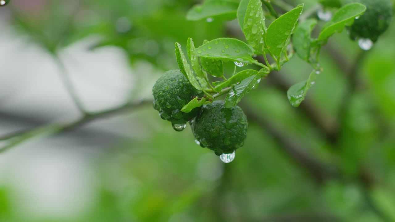 limas verdes creciendo en un árbol bajo la lluvia