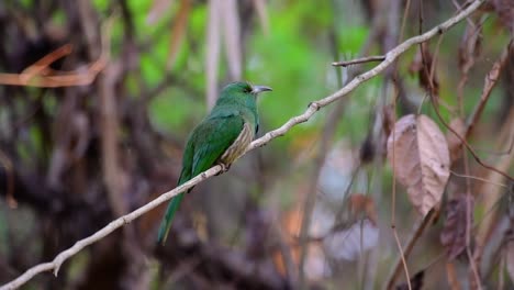 el abejaruco de barba azul se encuentra en la península de malaya, incluida tailandia, en claros de bosques particulares