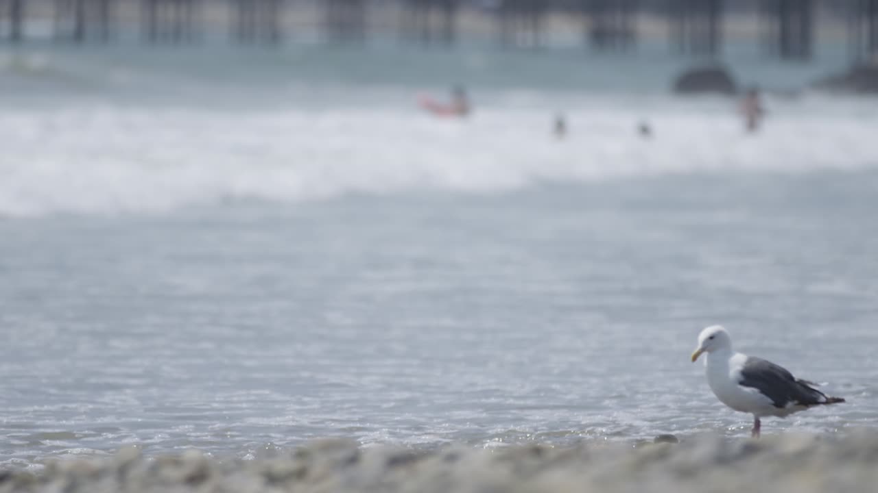 Seagull looks for food on beach in slow mo 4K wide shot