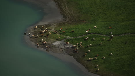 vacas pastando cerca de un lago