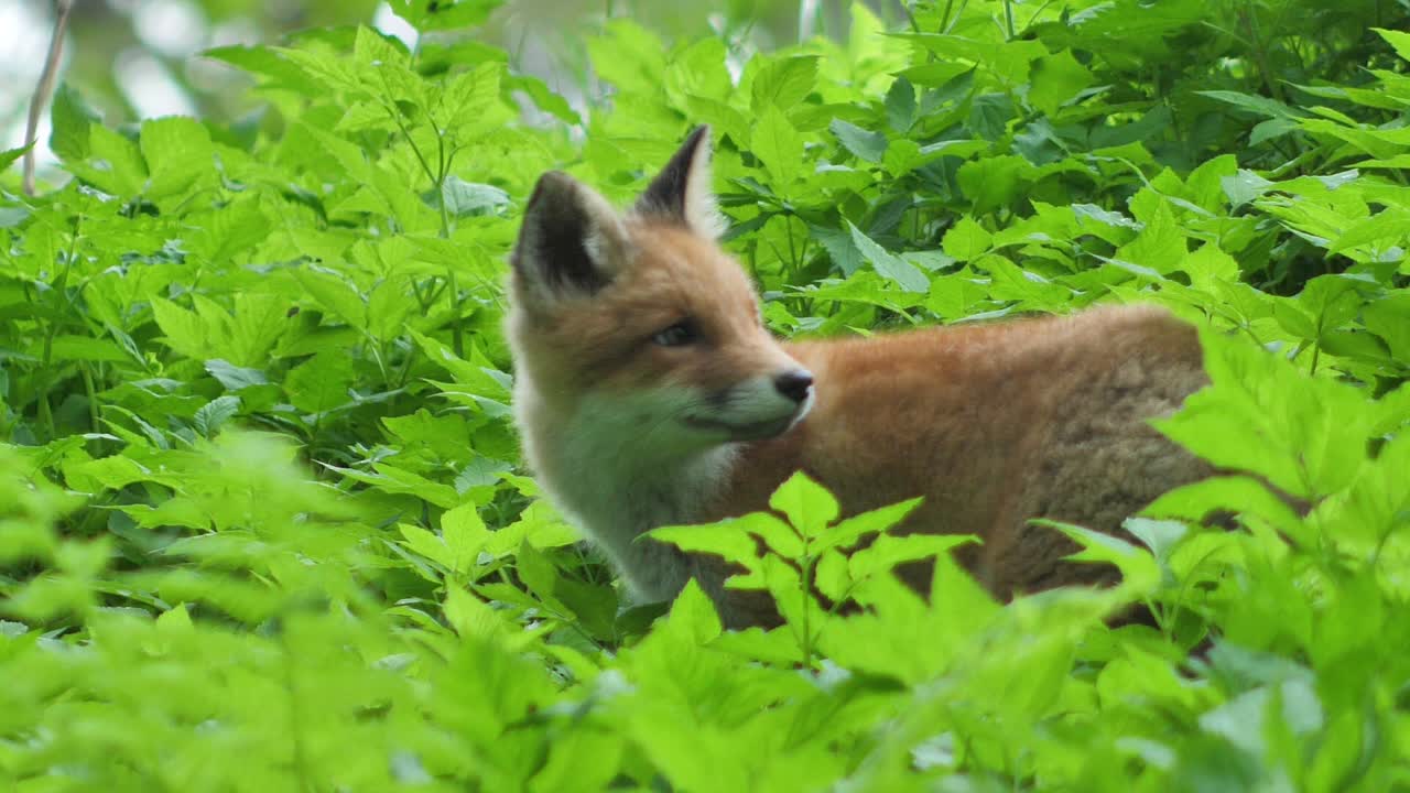 漂亮的红狐仔站在草地上看着相机