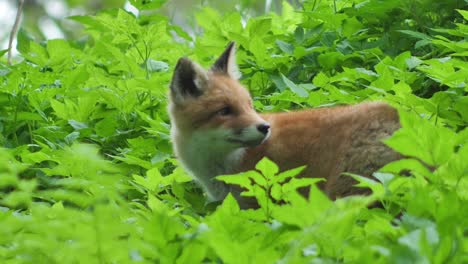 Cute-red-fox-cub-stands-in-the-grass-and-looks-at-the-camera