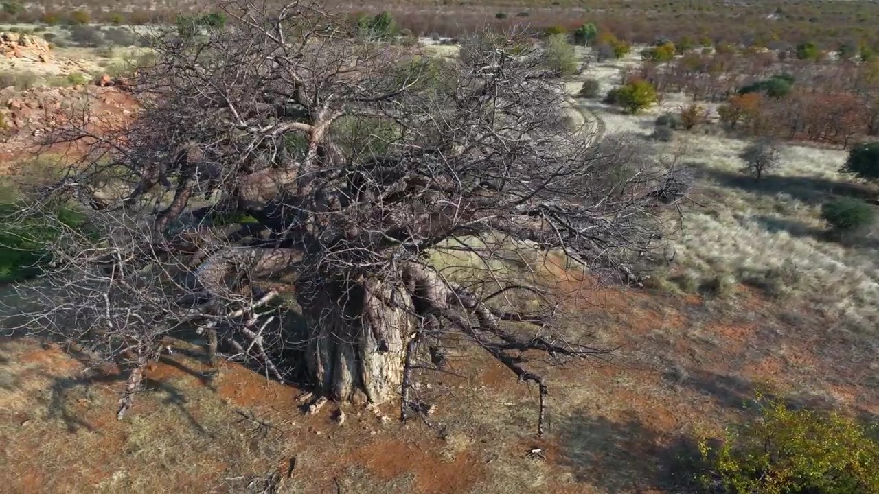 Aerial circles large bare Baobab tree on arid Zimbabwe bush savanna