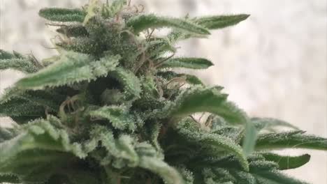 close view of green flowered marijuana plant and leafs with visible glassy pistills and buds in slow motion