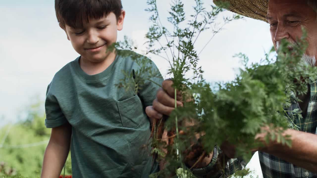 video de seguimiento de un niño recogiendo zanahorias de un huerto de verduras