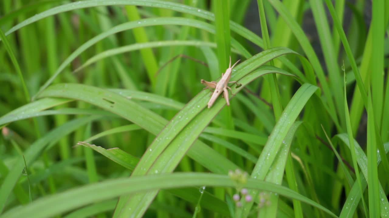 saltamontes sentado en la hoja, video de saltamontes, insecto en la naturaleza