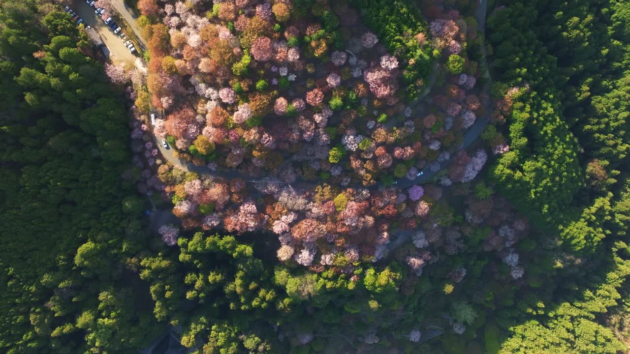 Aerial tops down pink cherry blossom sakura flowered trees in central Nara Prefecture
