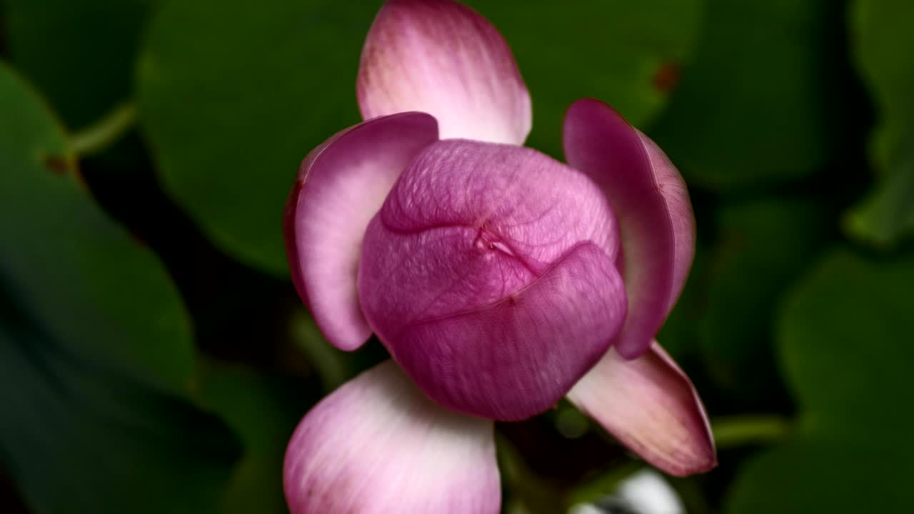 Apertura in time-lapse di un fiore di loto rosa, dal bocciolo alla piena fioritura, versione 4K.