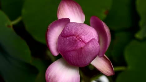 apertura del lapso de tiempo de una flor de loto rosa, desde el brote hasta la apertura completa, versión 4k.