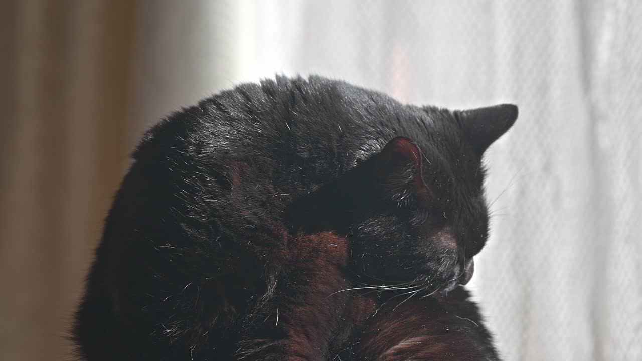A sleek black cat peacefully grooms itself indoors, bathed in the gentle light streaming through a nearby window.