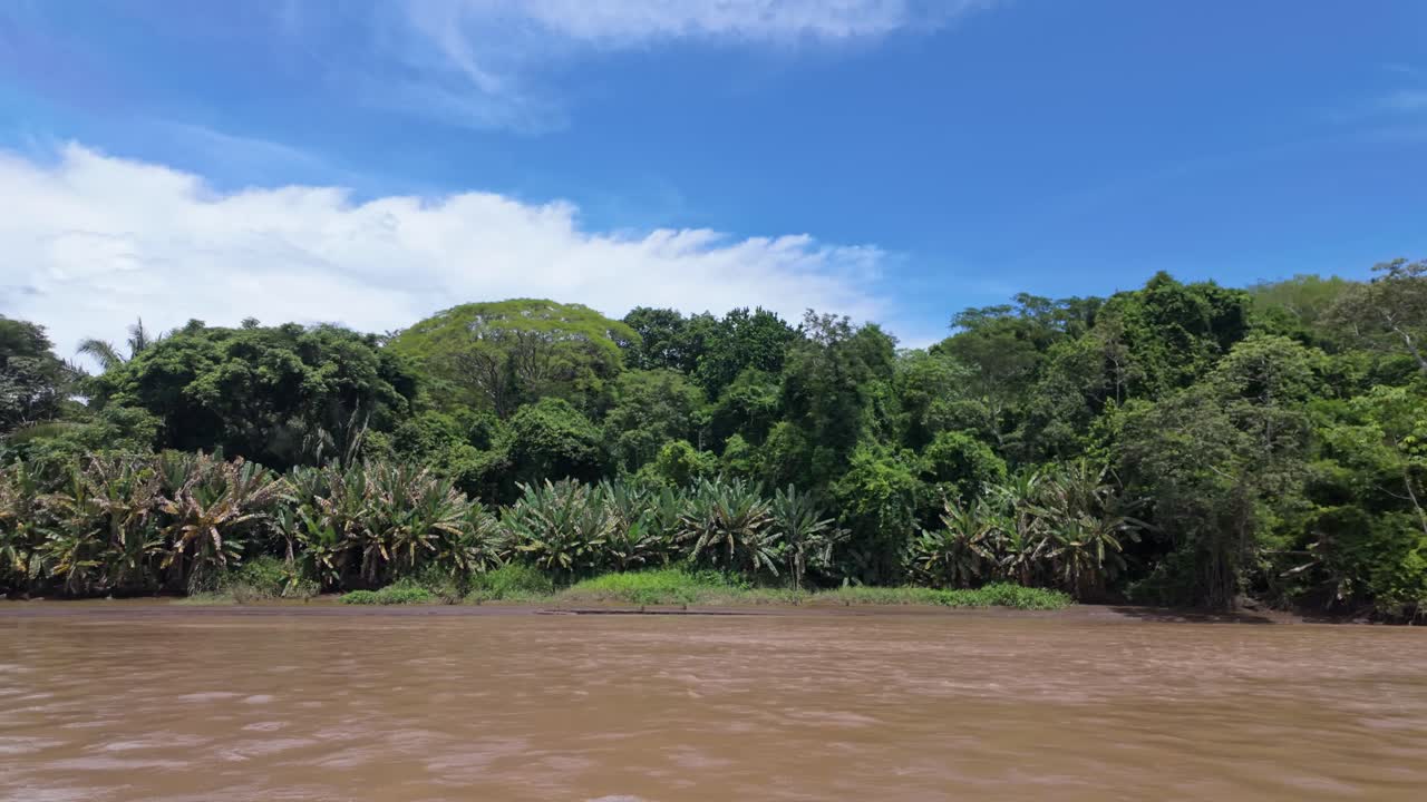 View of lush tropical vegetation along the muddy banks of the Tárcoles River in Costa Rica