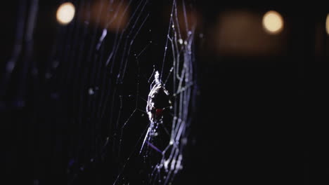 a bird-dropping spider spinning its web at night in the nagarahole forest, india