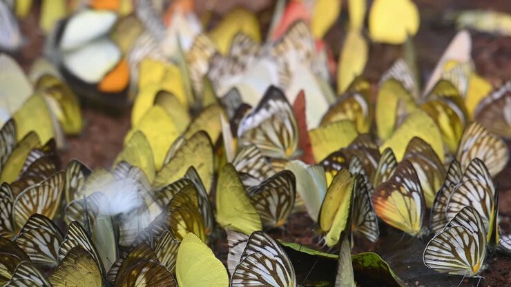 Caleidoscopio delle seguenti farfalle.