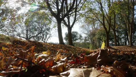 fallen leaves on a forest floor