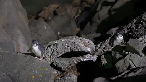 the little blue penguin or korora on the rocky shores in timaru new zealand