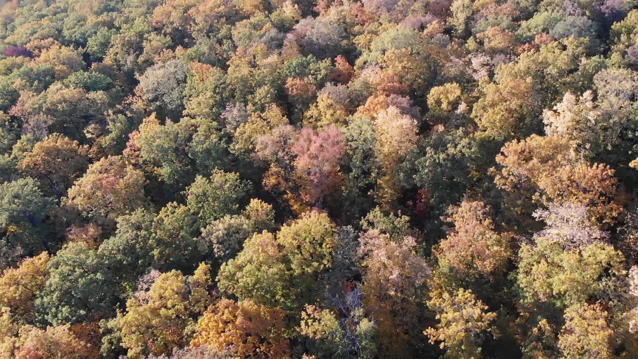 Sonbahar Ormanı Hava Manzarası