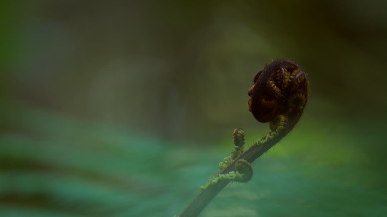 fern in pine forest in New Zealand. curled up fauna