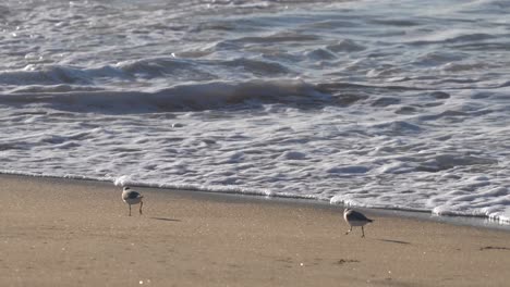 sea bird running away with shellfish