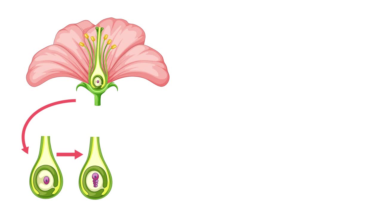 Illustrates stages of plant growth and reproduction