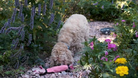 lindo perro encuentra su juguete de cerdo y lo lame en un colorido camino de jardín de flores verdes, enfoque suave fijo