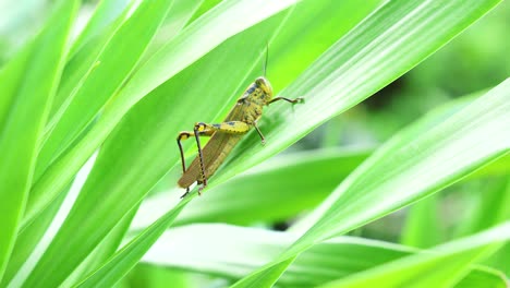 primer plano de un saltamontes en el verde vibrante de phuket