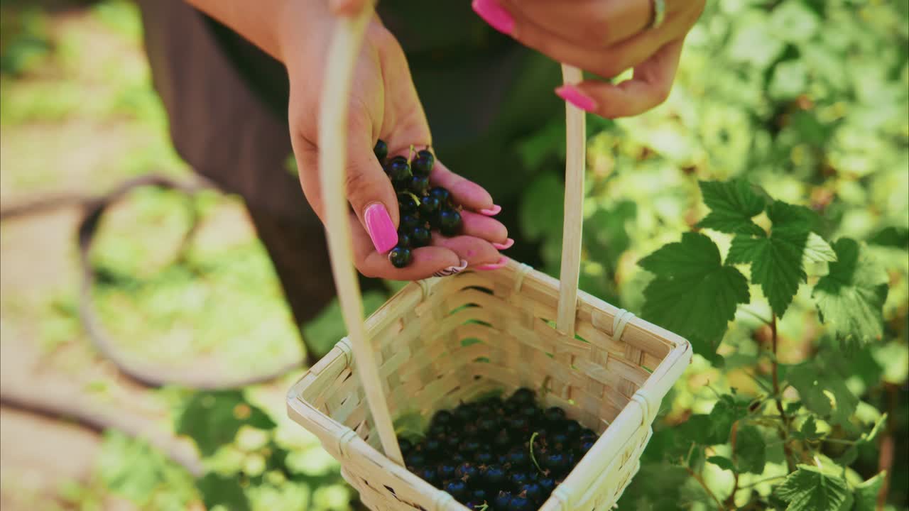 Woman Picking Blackcurrants from Bush into Basket