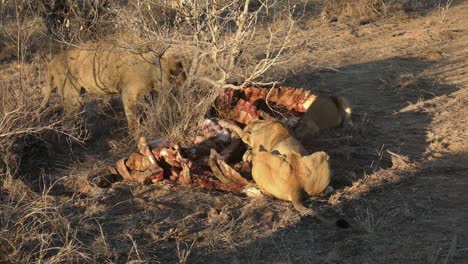 un primer plano de varios leones devorando su presa fresca.