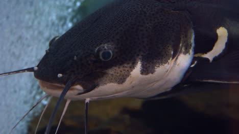 Redtail-catfish-(Phractocephalus-hemioliopterus-in-the-aquarium