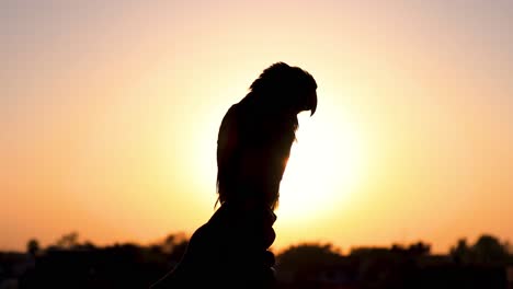 spectacular silhouette parrot bird with sun flare and sun in background